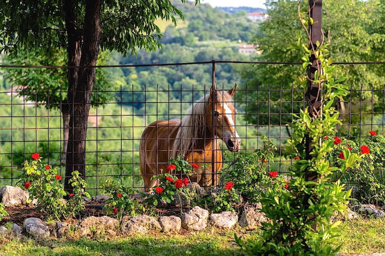 Agriturismo Il Porcellino Quinto di Valpantena Dış mekan fotoğraf